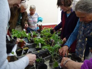 Digging in at the seedling swap