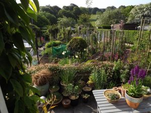 Marie Robson's Garden