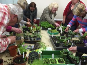 Seedling Swap 2014